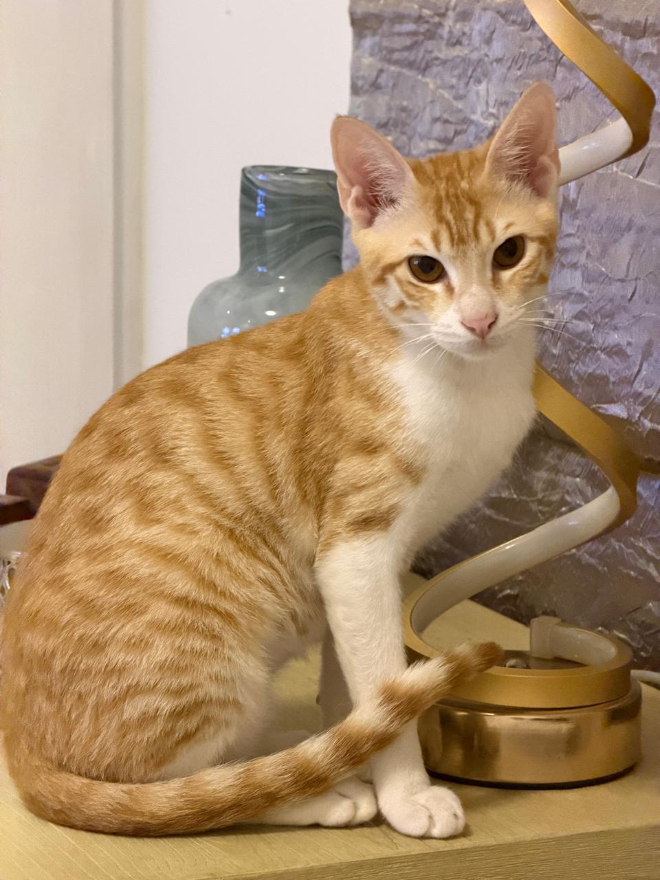 Gingie