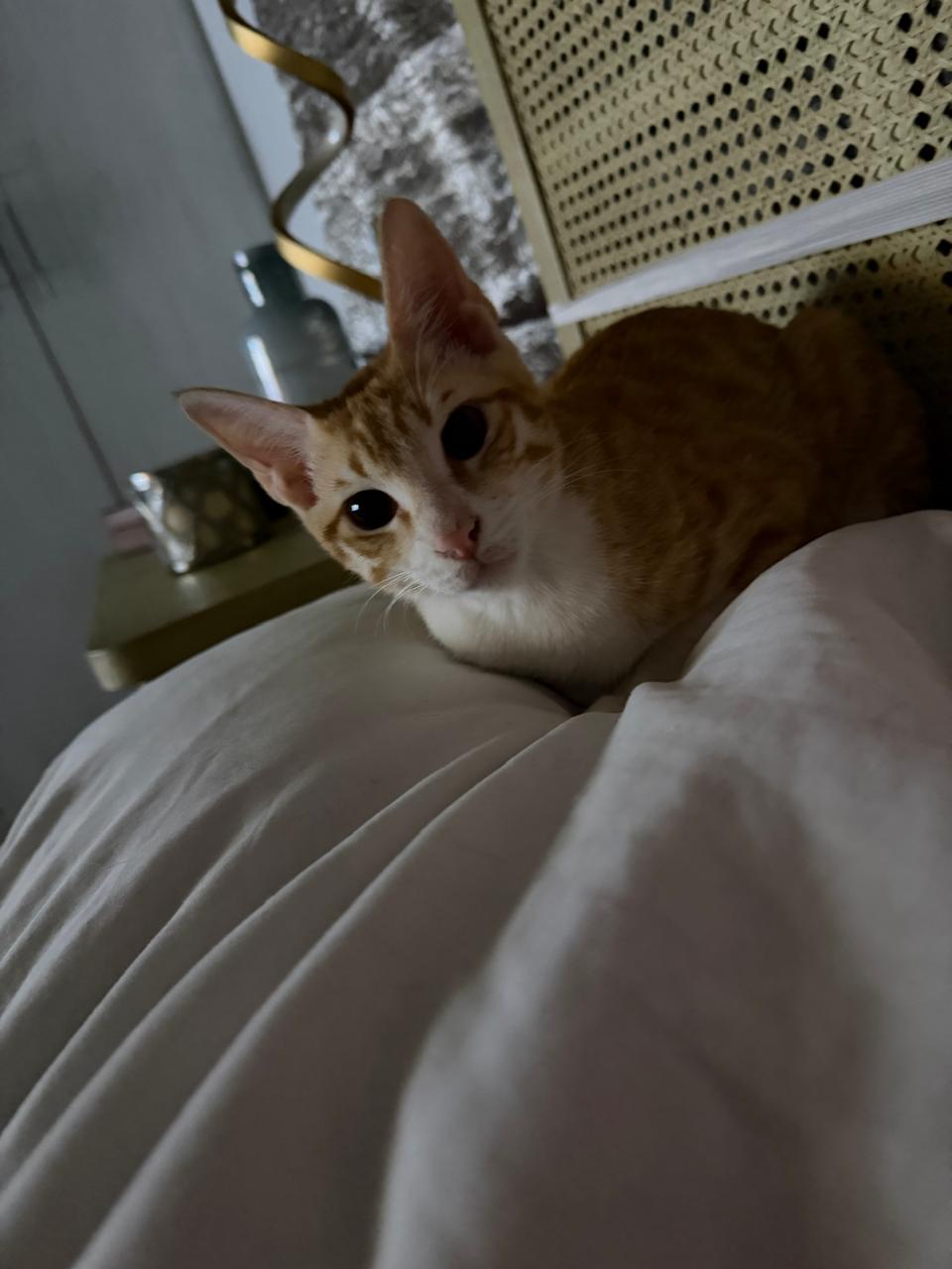 Gingie4
