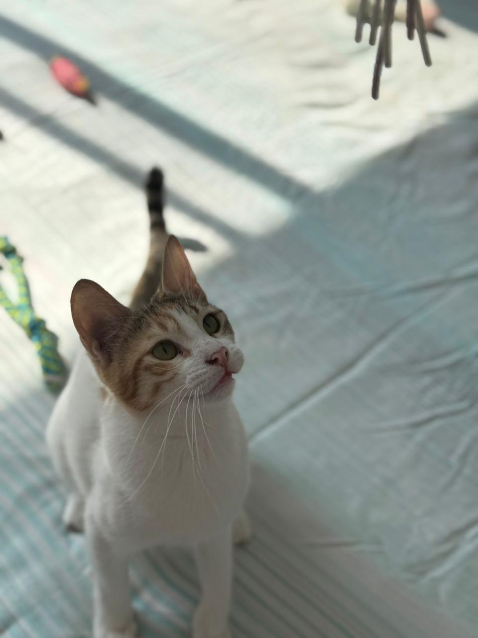lucy2