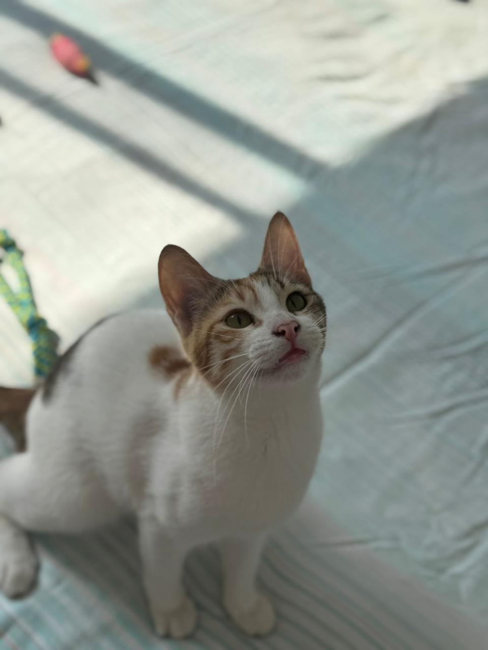 lucy3