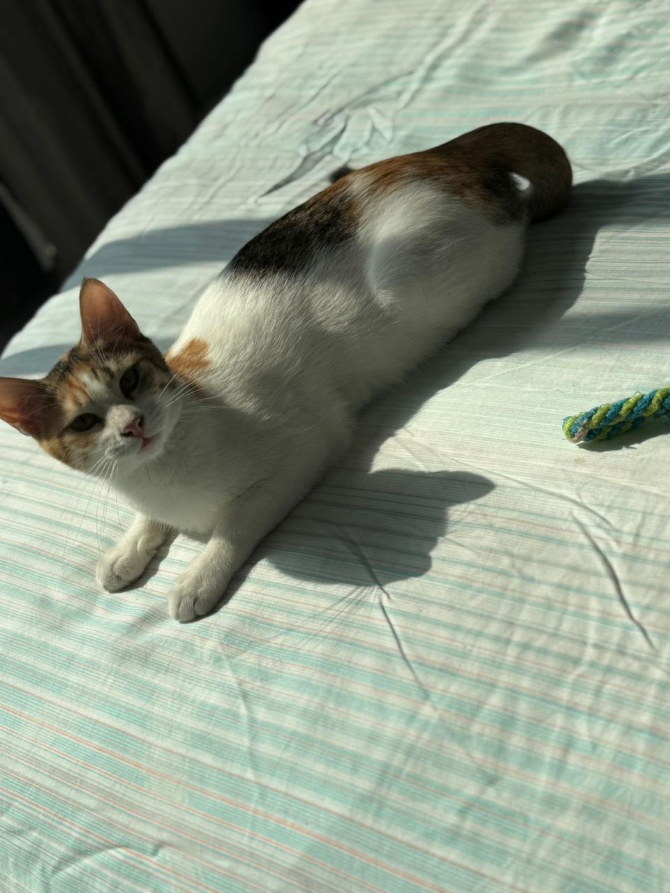 lucy7